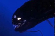 动物兄弟深海龙鱼 深海龙鱼